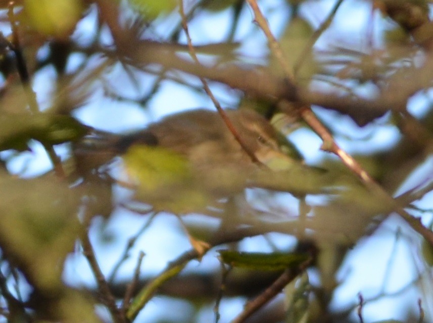 Dusky Warbler - ML396150771