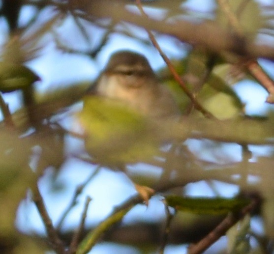 Dusky Warbler - ML396150781