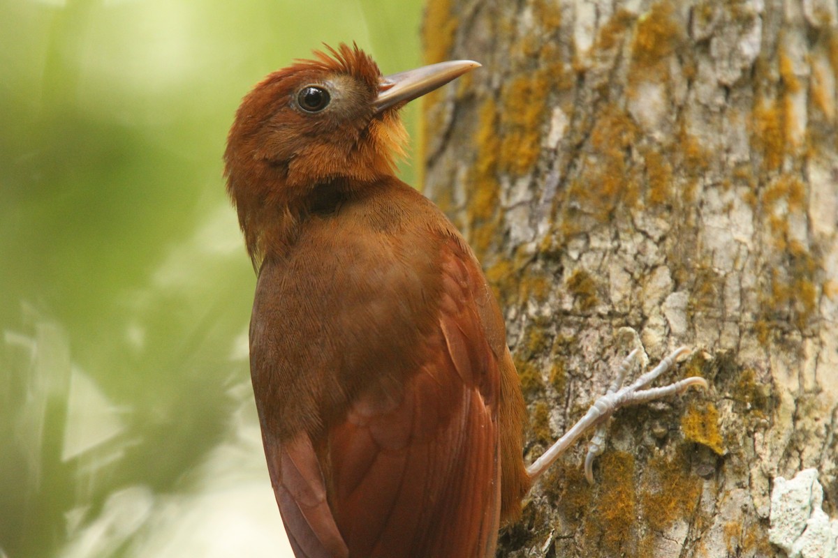 Ruddy Woodcreeper - ML39615141