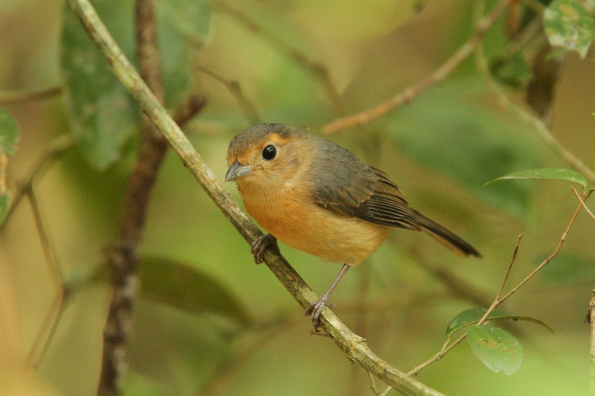 Gray-throated Chat - ML39615151