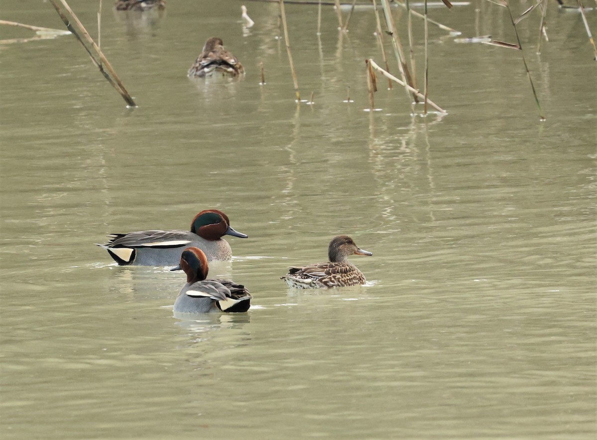 Green-winged Teal (Eurasian) - ML396151841