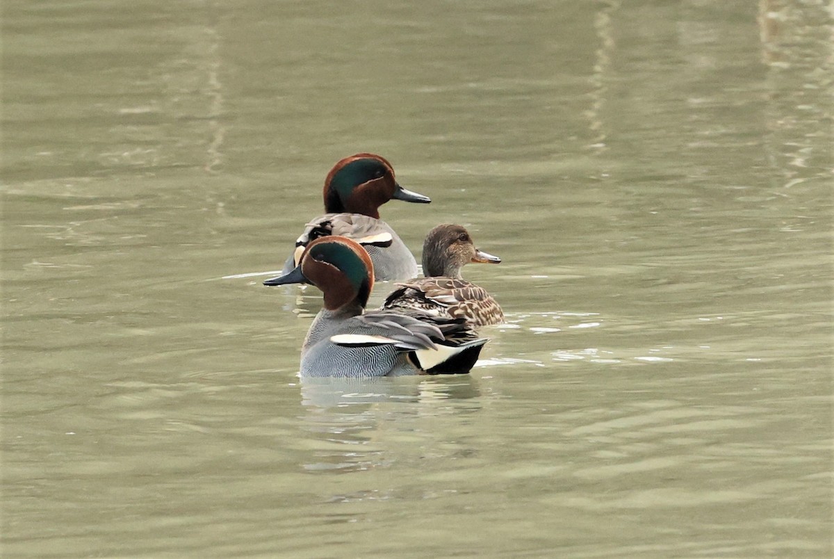 Green-winged Teal (Eurasian) - ML396151881