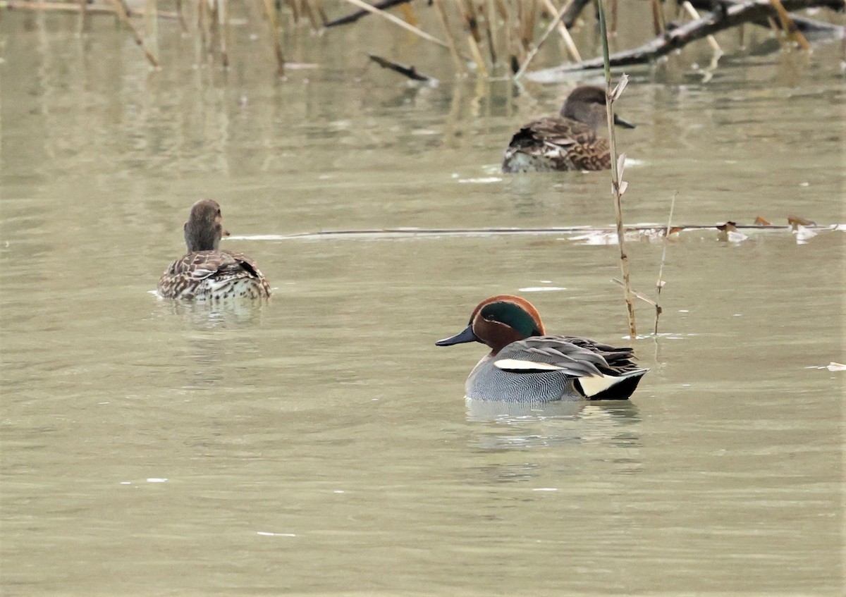 Green-winged Teal (Eurasian) - ML396151921