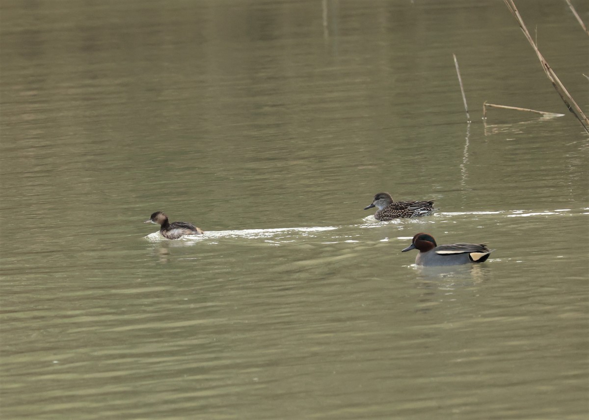 Little Grebe - ML396151951