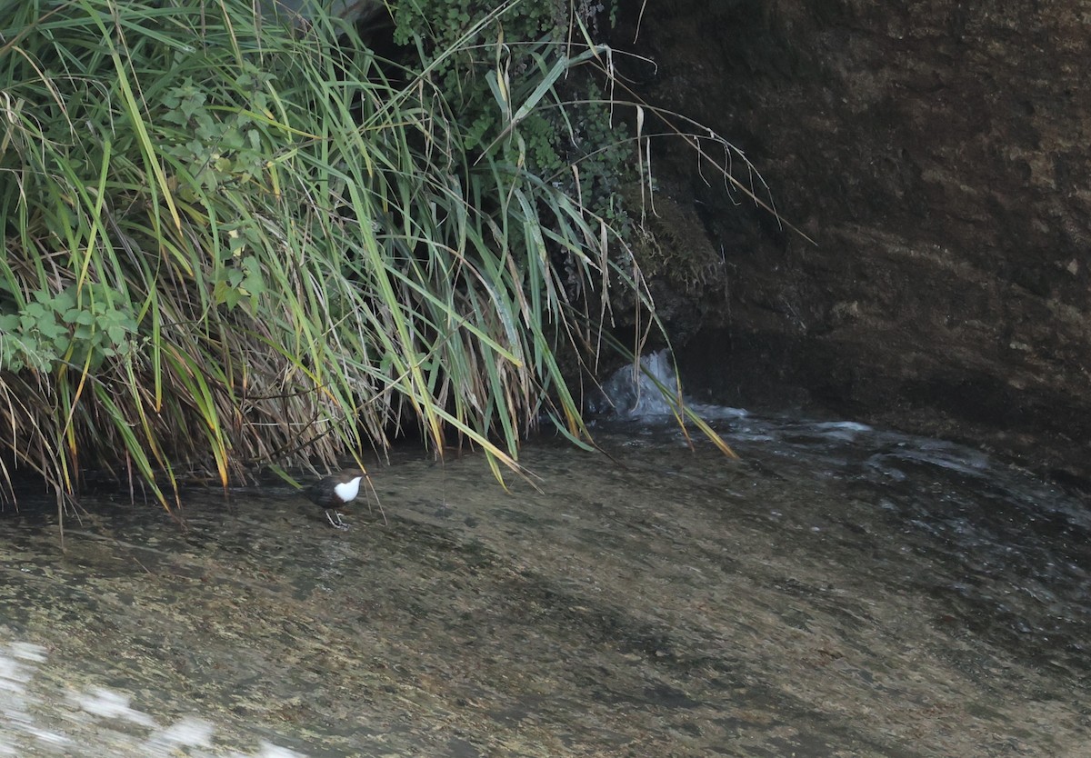 White-throated Dipper - ML396152011