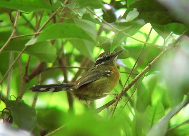 Ferruginous Antbird - Josep del Hoyo