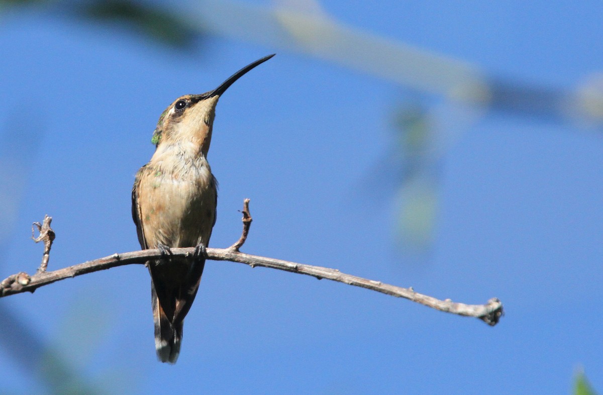 Slender Sheartail - ML39615391