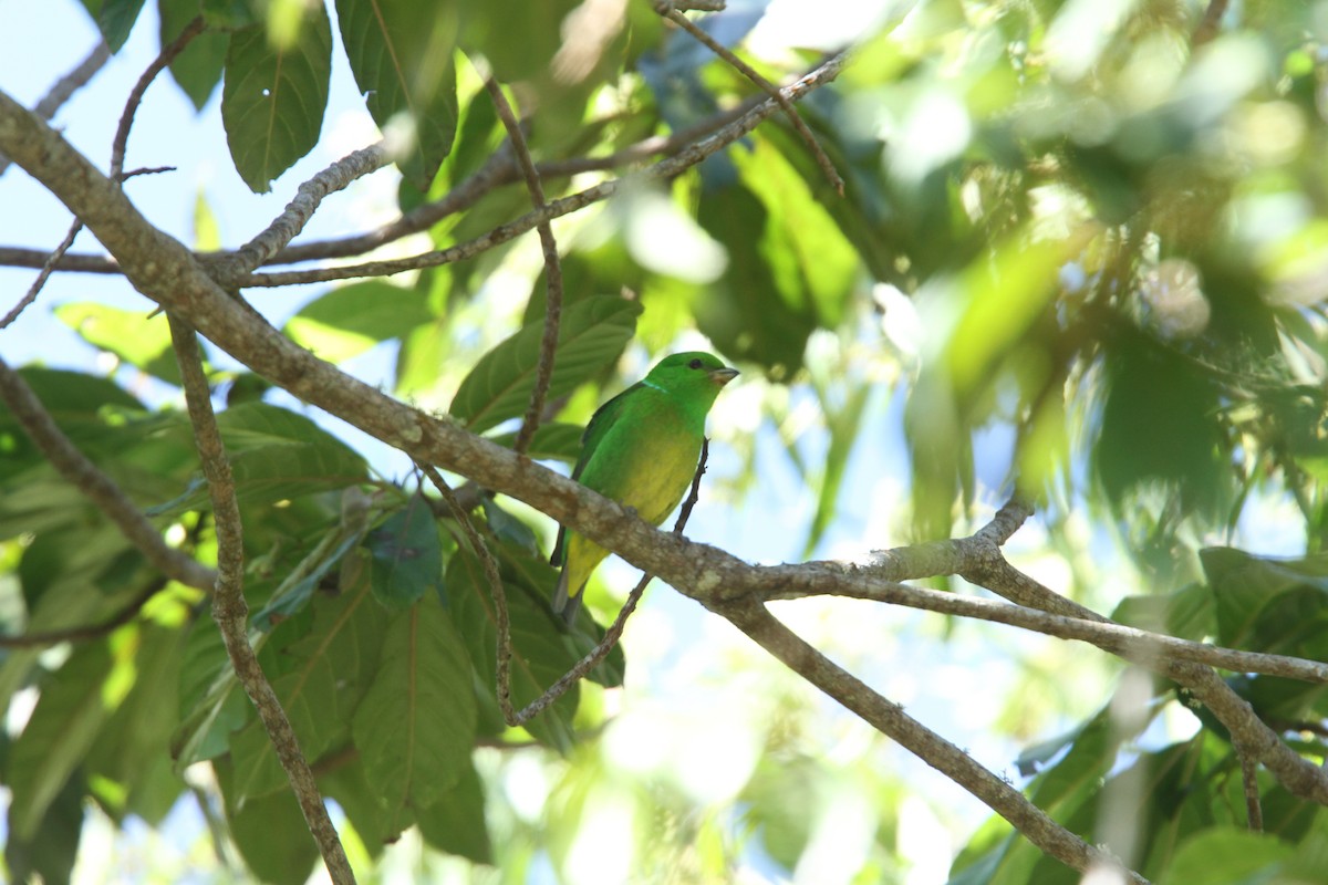 Blue-crowned Chlorophonia - ML39615461