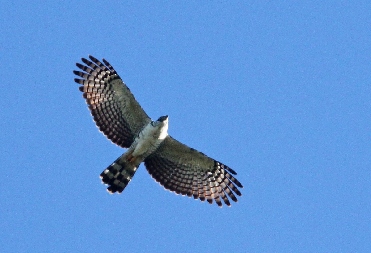 Hook-billed Kite - ML39615601