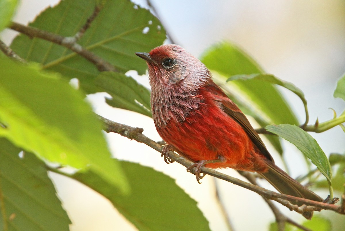 Pink-headed Warbler - ML39615741