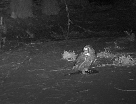 Great Horned Owl - ML396158411