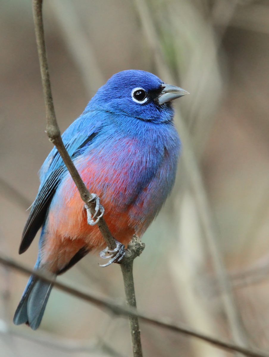 Rose-bellied Bunting - ML39615851