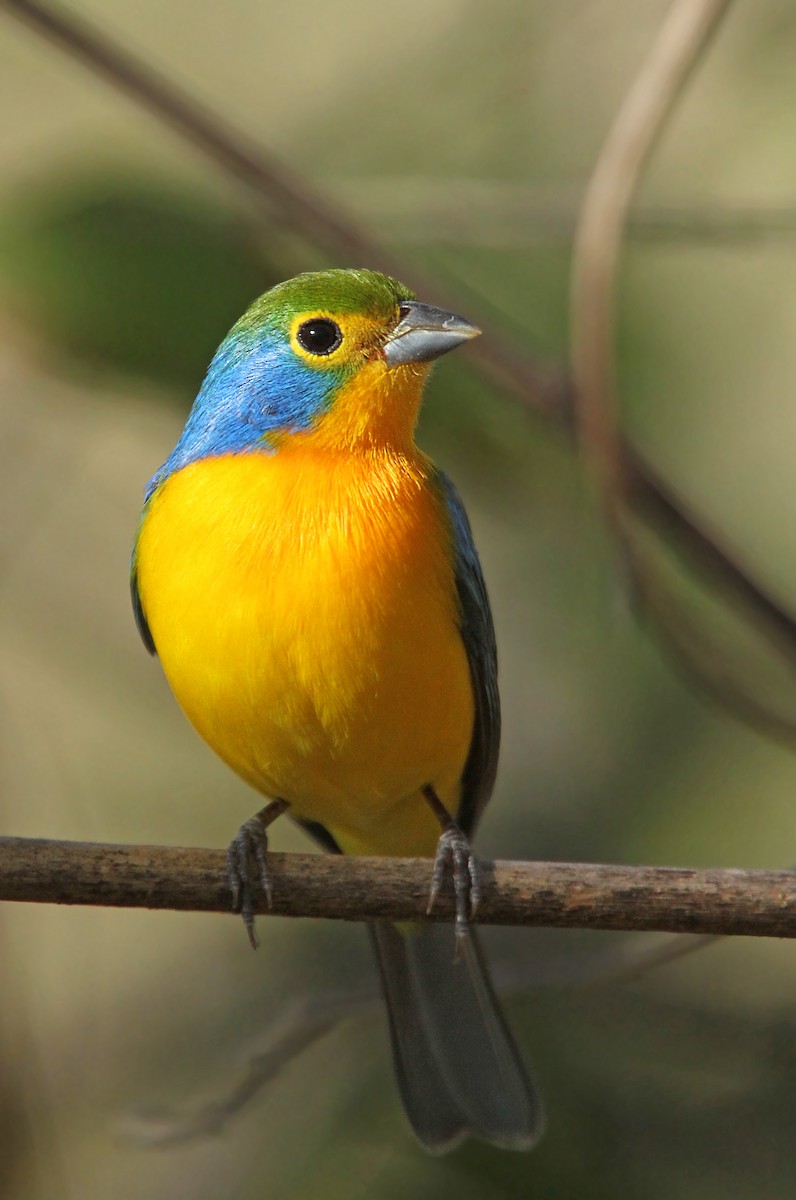 Orange-breasted Bunting - ML39615891