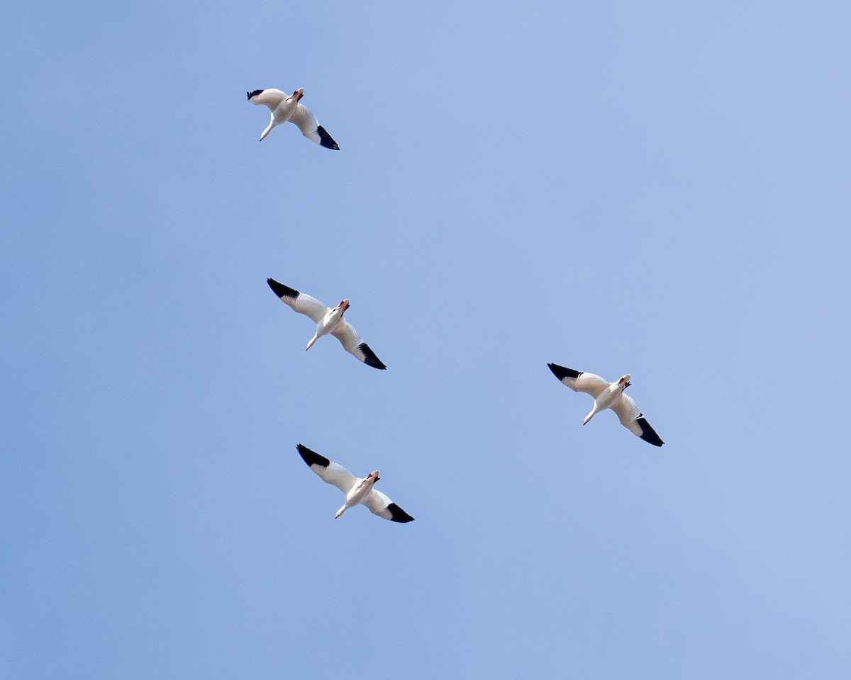 Цасны галуу - ML396159641