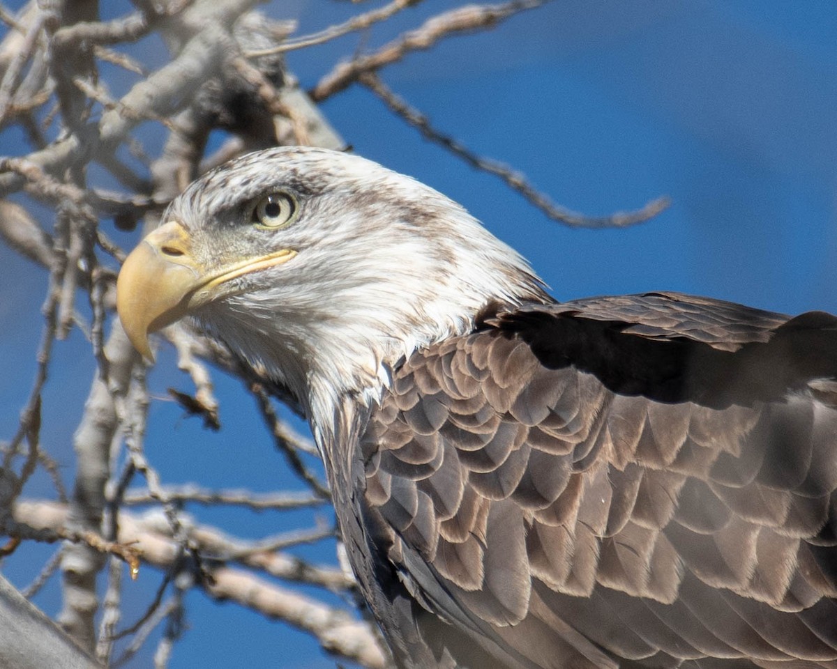 Bald Eagle - ML396159831