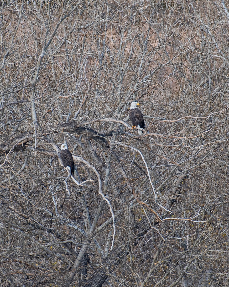 Bald Eagle - ML396159901