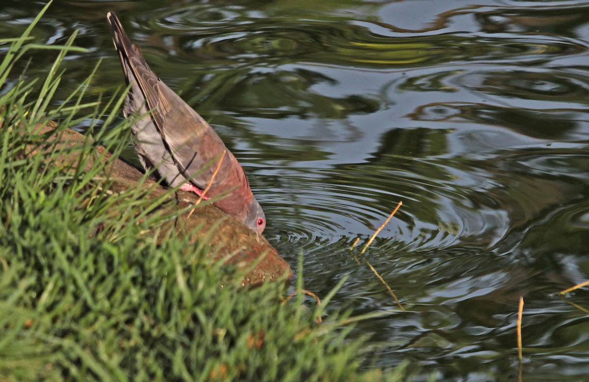 Pale-vented Pigeon - Ricardo Santamaria