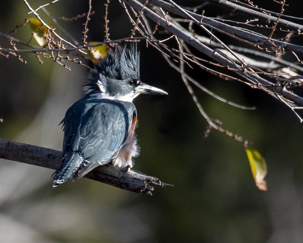 Belted Kingfisher - ML396160061