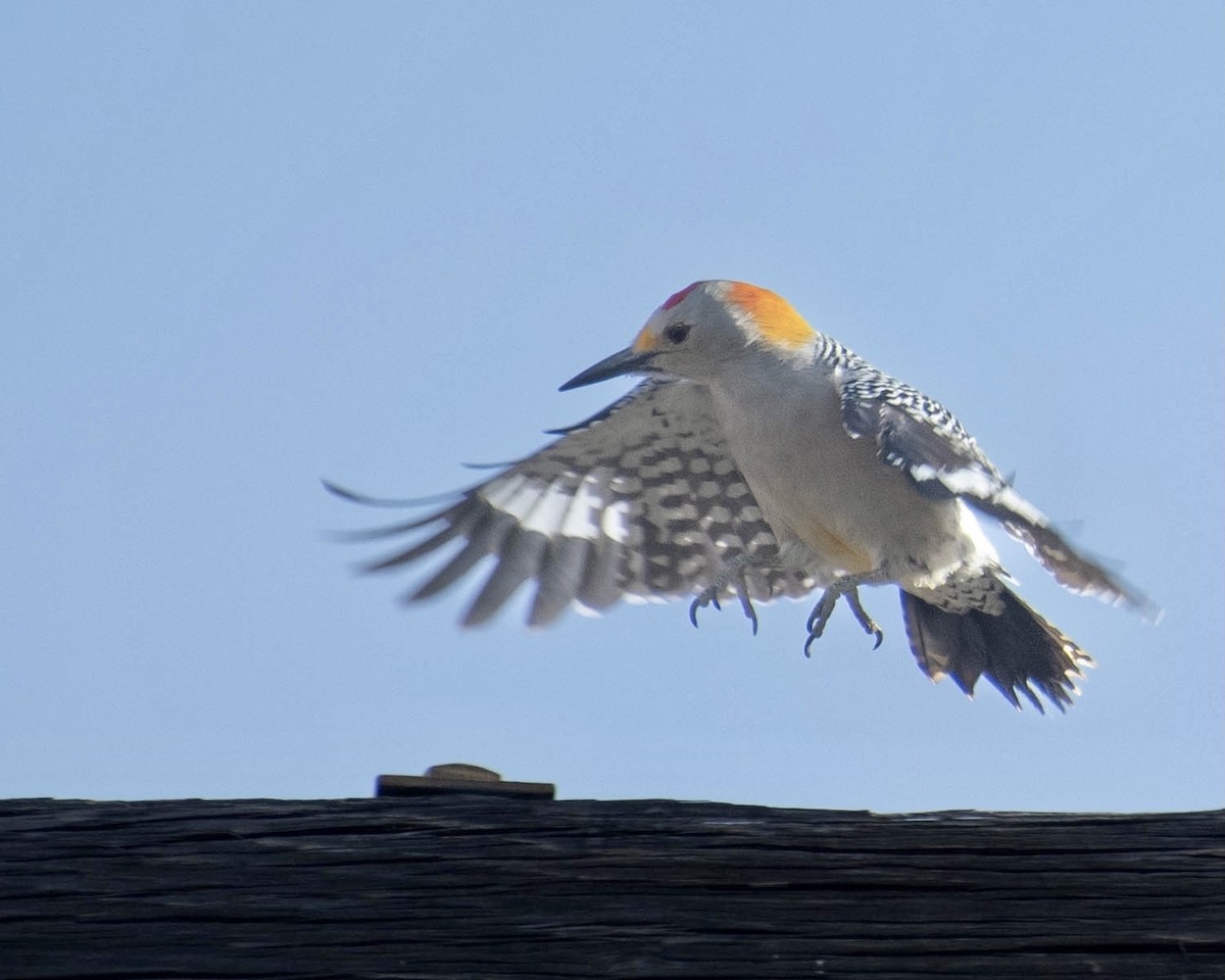 Golden-fronted Woodpecker - ML396160171