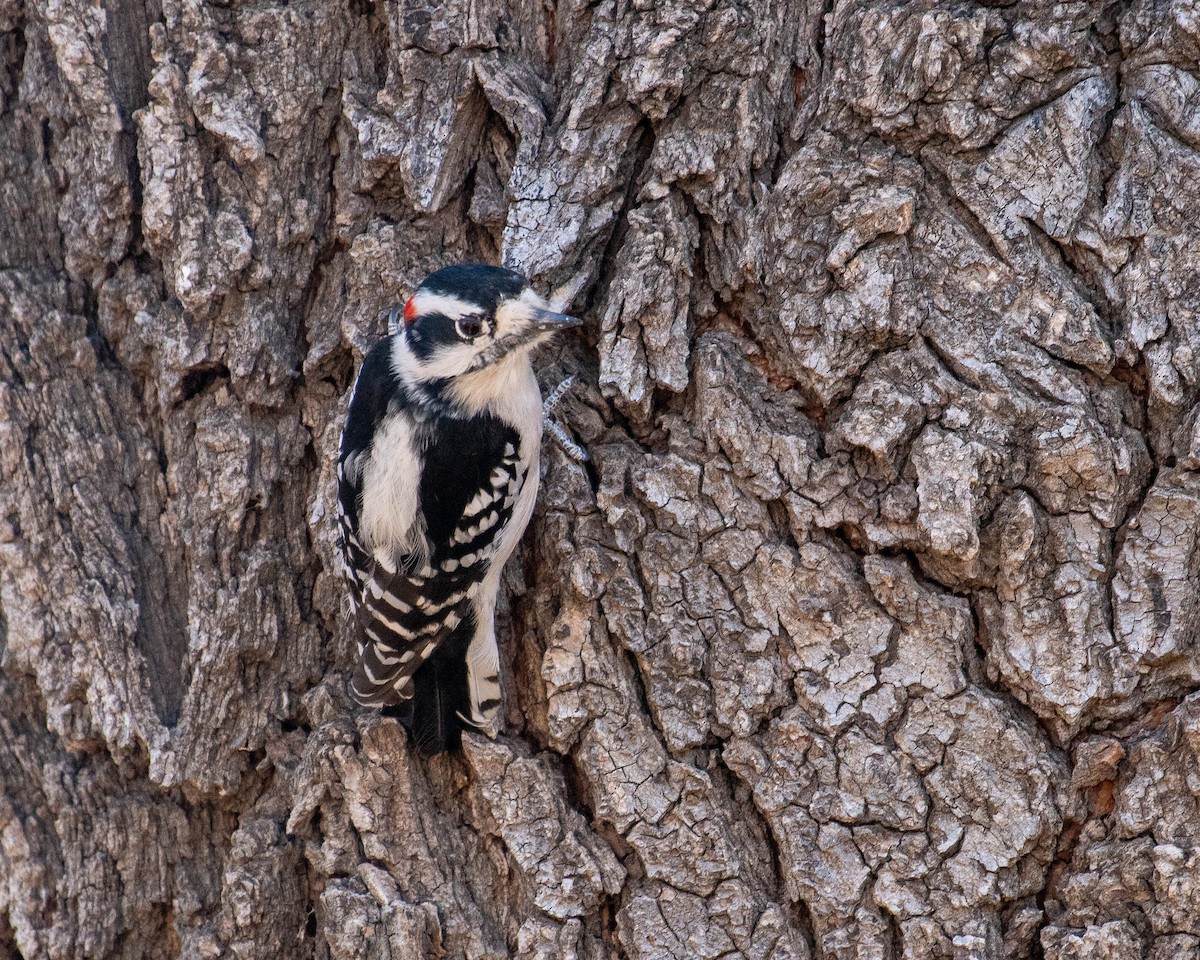 Downy Woodpecker - ML396160311
