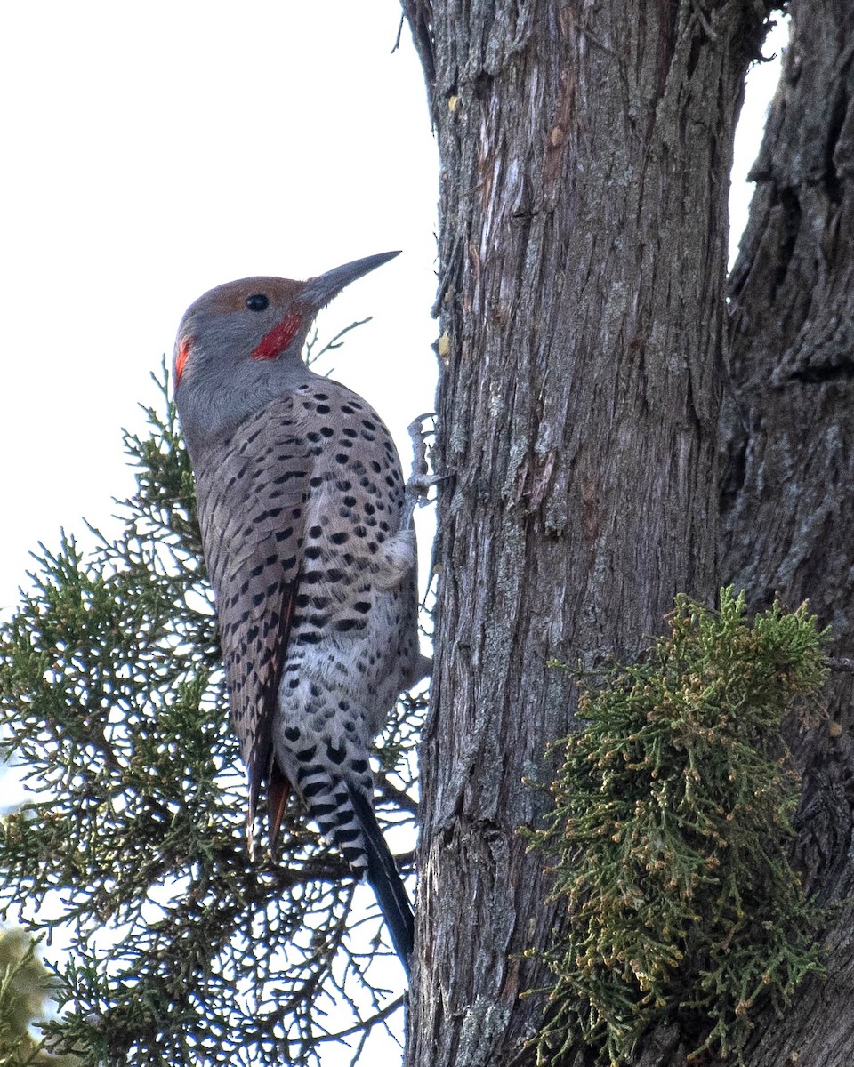 Northern Flicker (Yellow-shafted x Red-shafted) - ML396160351