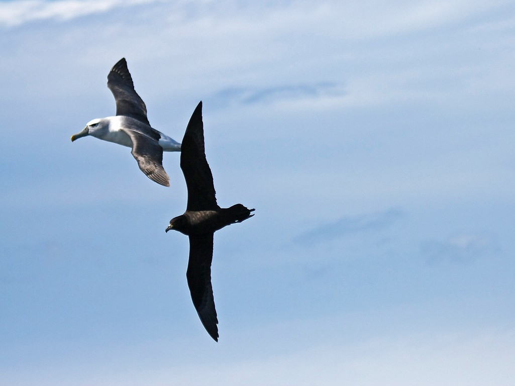 Great-winged/Gray-faced Petrel - ML396160881