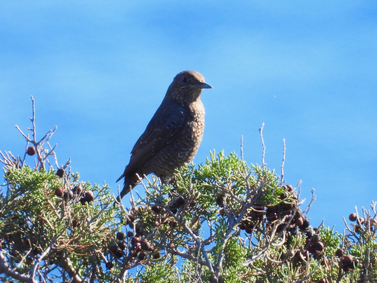 Blue Rock-Thrush - ML396161741