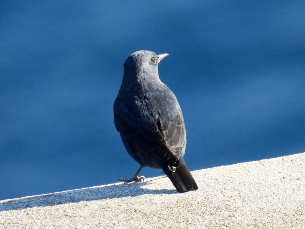 Blue Rock-Thrush - ML396162001