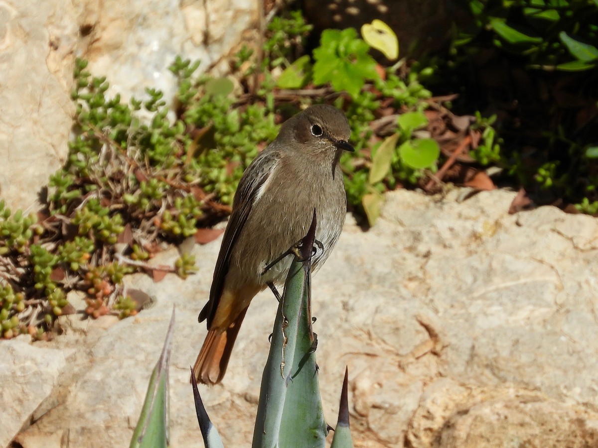 Black Redstart - Jeremiusz Trzaska