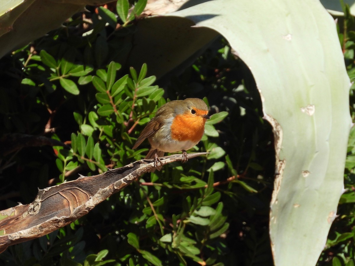 European Robin - ML396162401