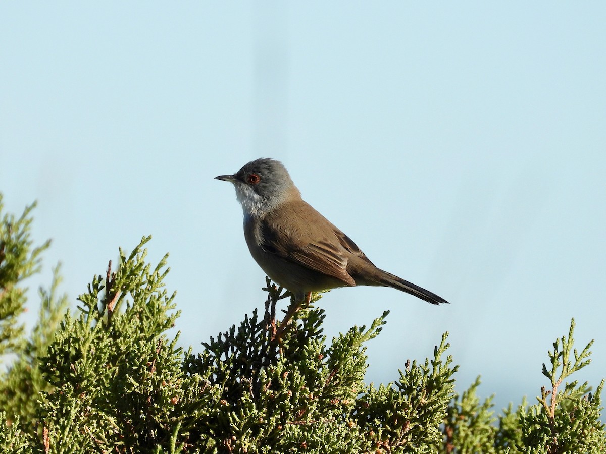 Sardinian Warbler - ML396162611