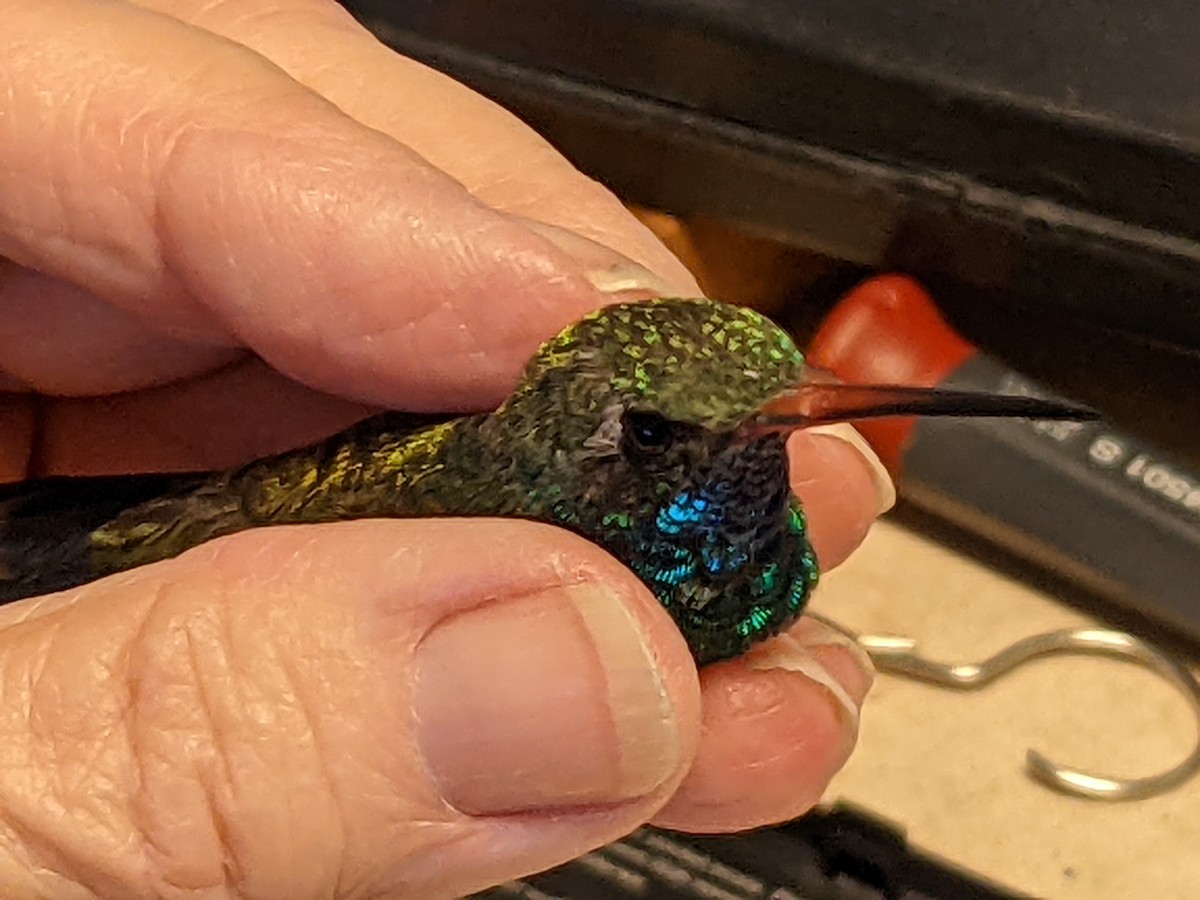 Broad-billed Hummingbird - ML396163141