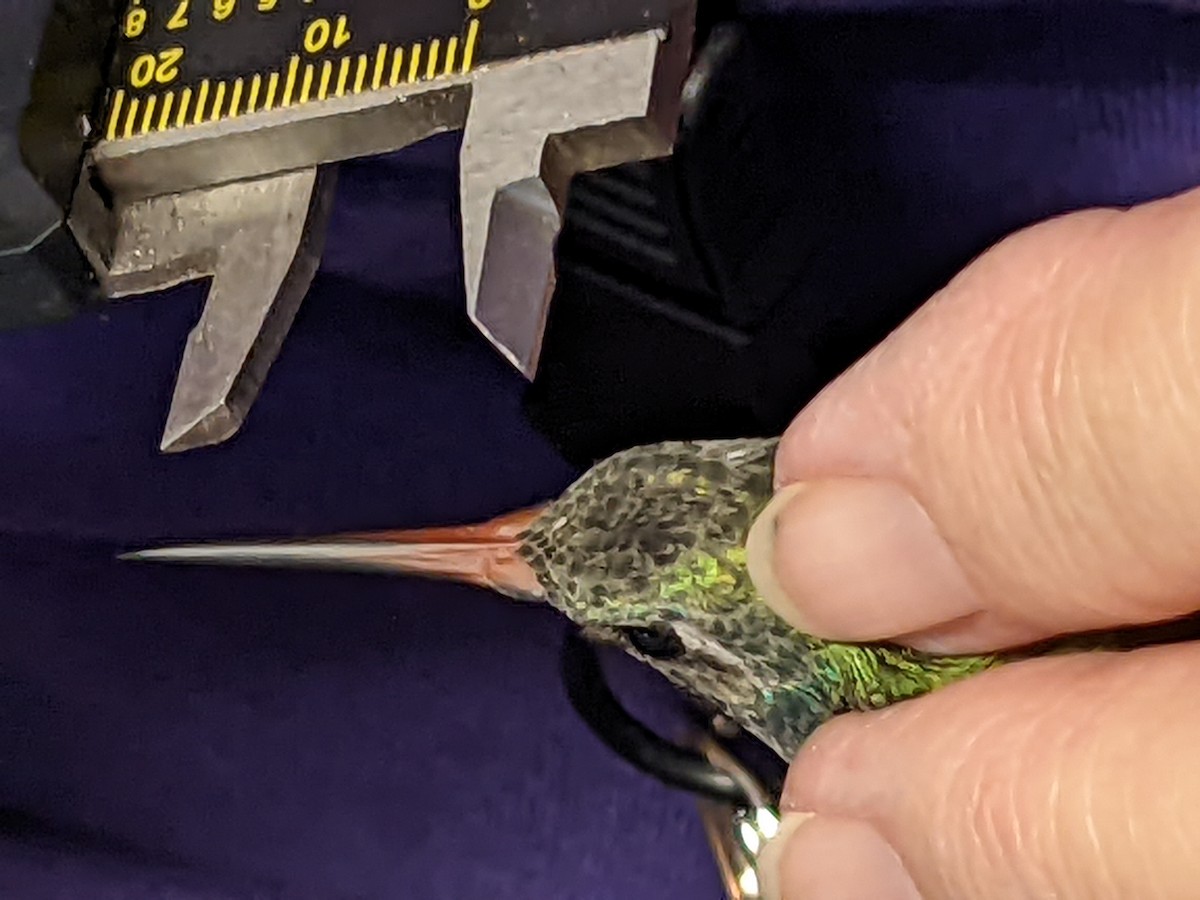 Broad-billed Hummingbird - ML396163501
