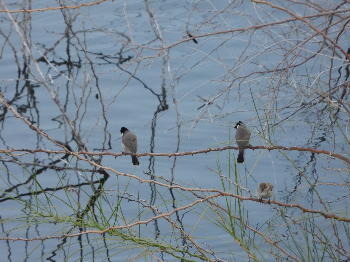 White-eared Bulbul - ML396164501