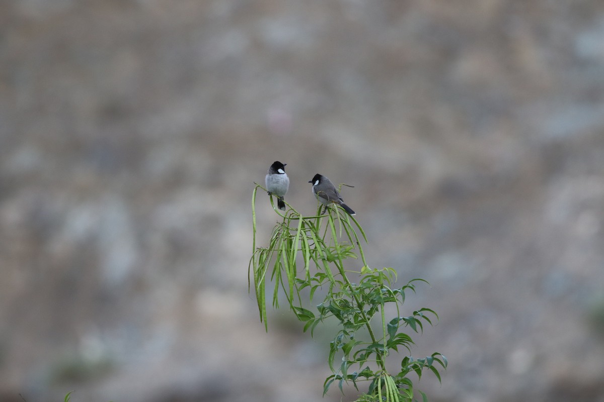 White-eared Bulbul - ML396164641