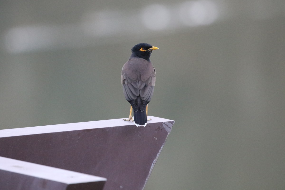 Common Myna - ML396164691