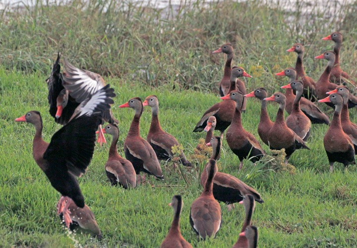 Black-bellied Whistling-Duck - Kris Petersen