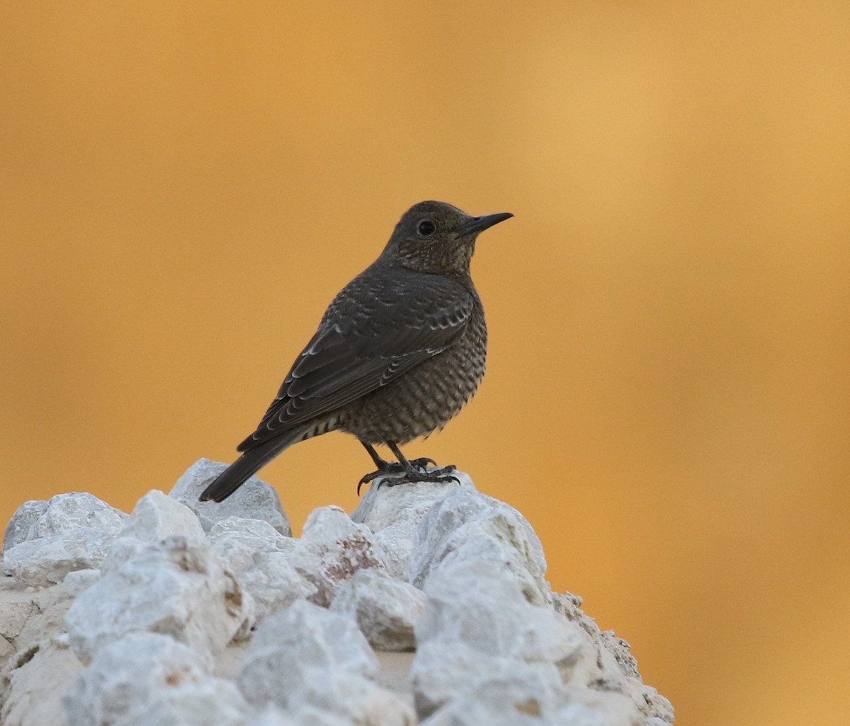 Blue Rock-Thrush - ML396164711