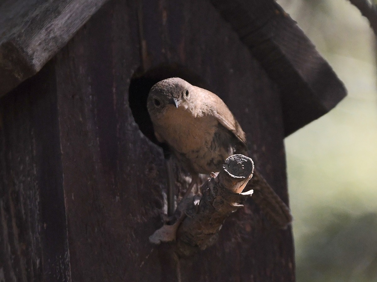 House Wren - ML396165651