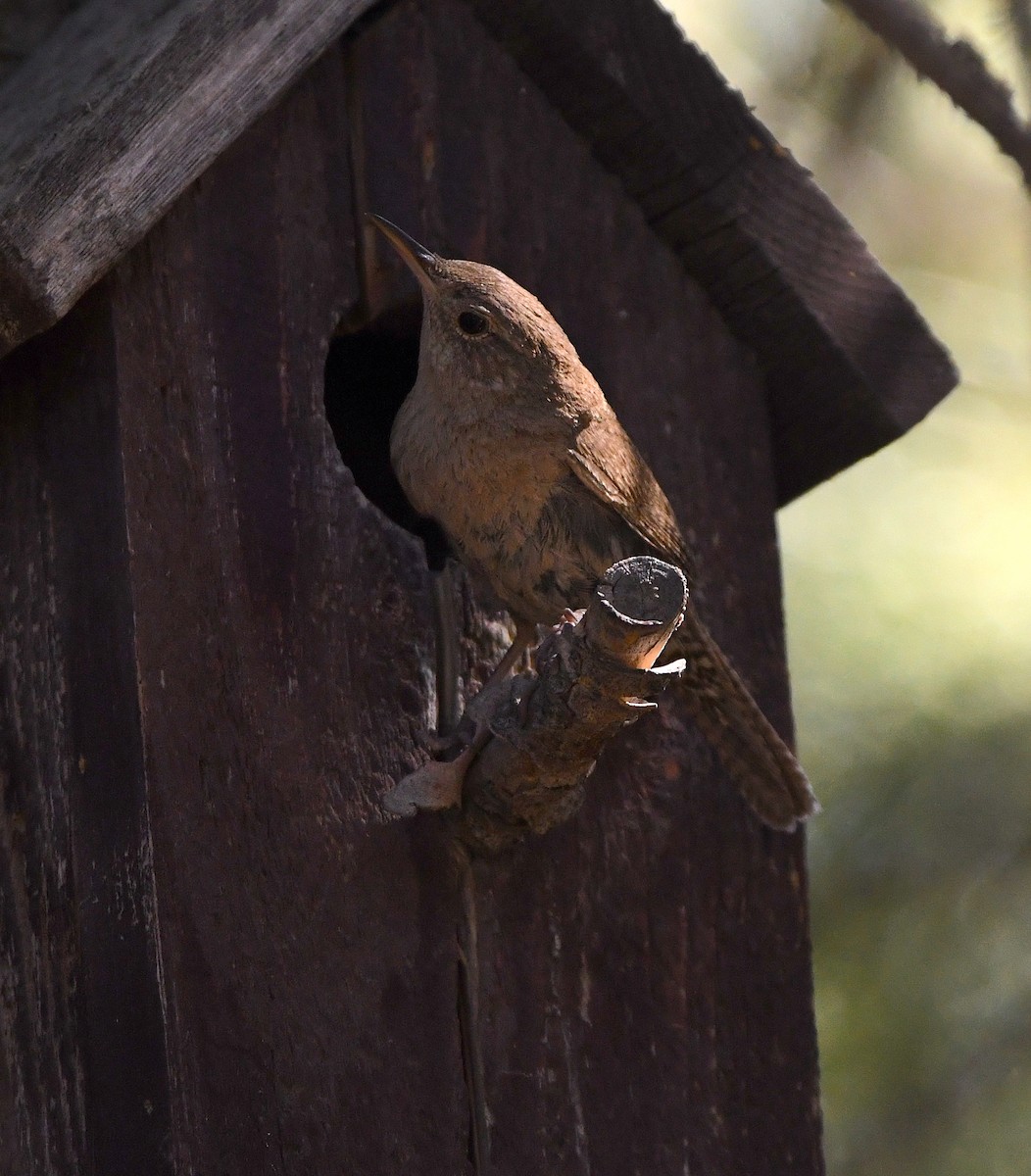 House Wren - ML396165681