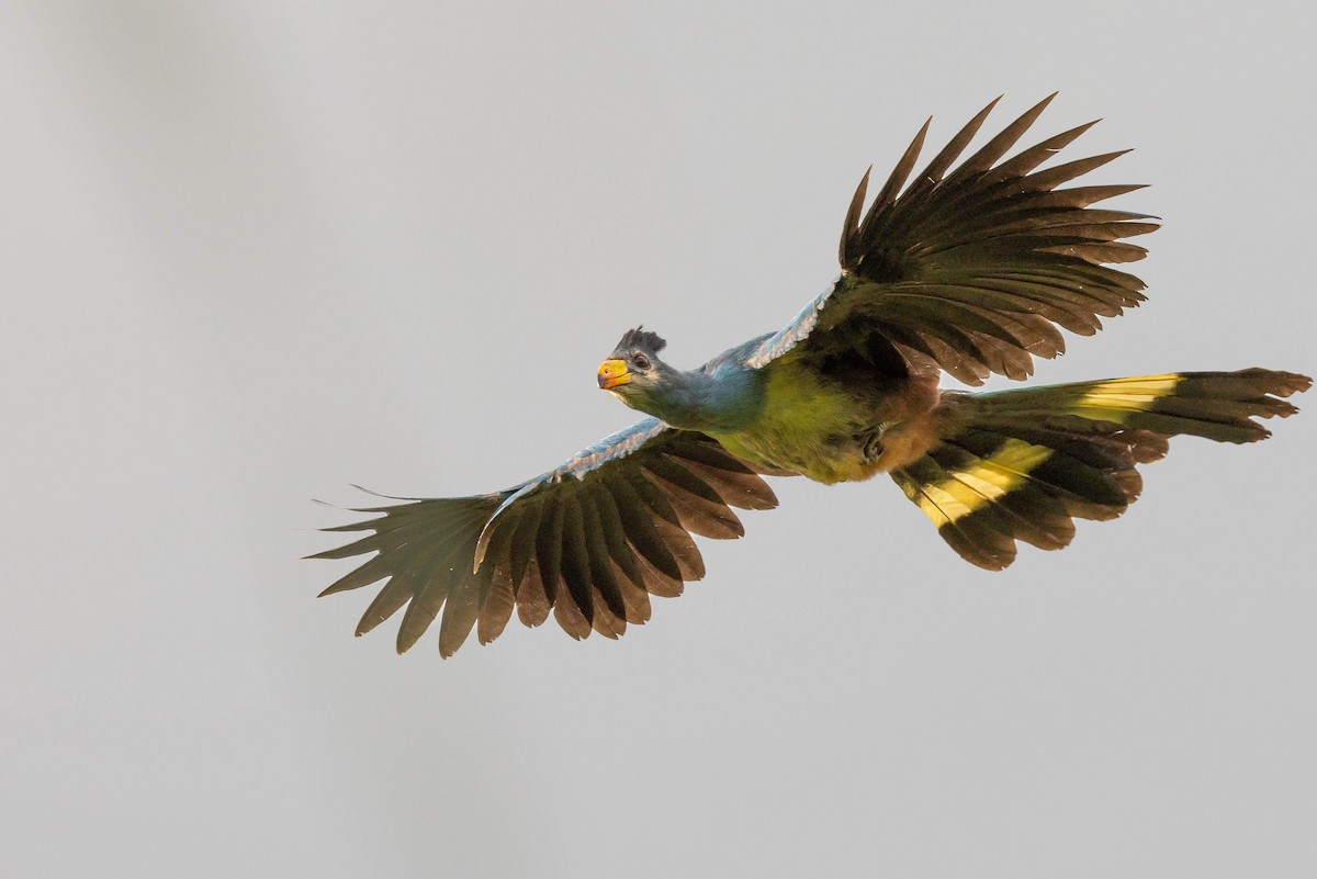 Great Blue Turaco - Doug Gochfeld