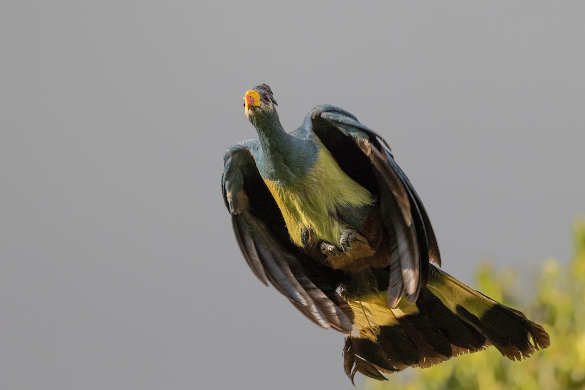 Great Blue Turaco - Doug Gochfeld