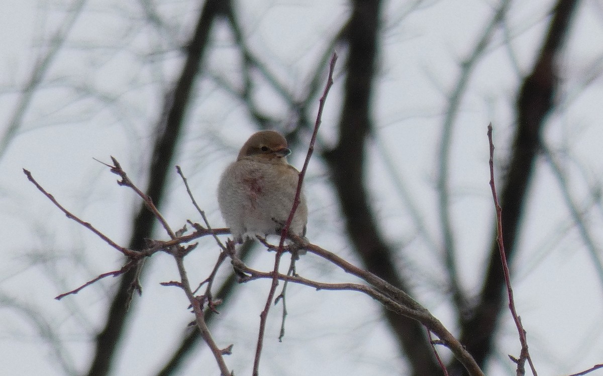 Northern Shrike - ML396167131