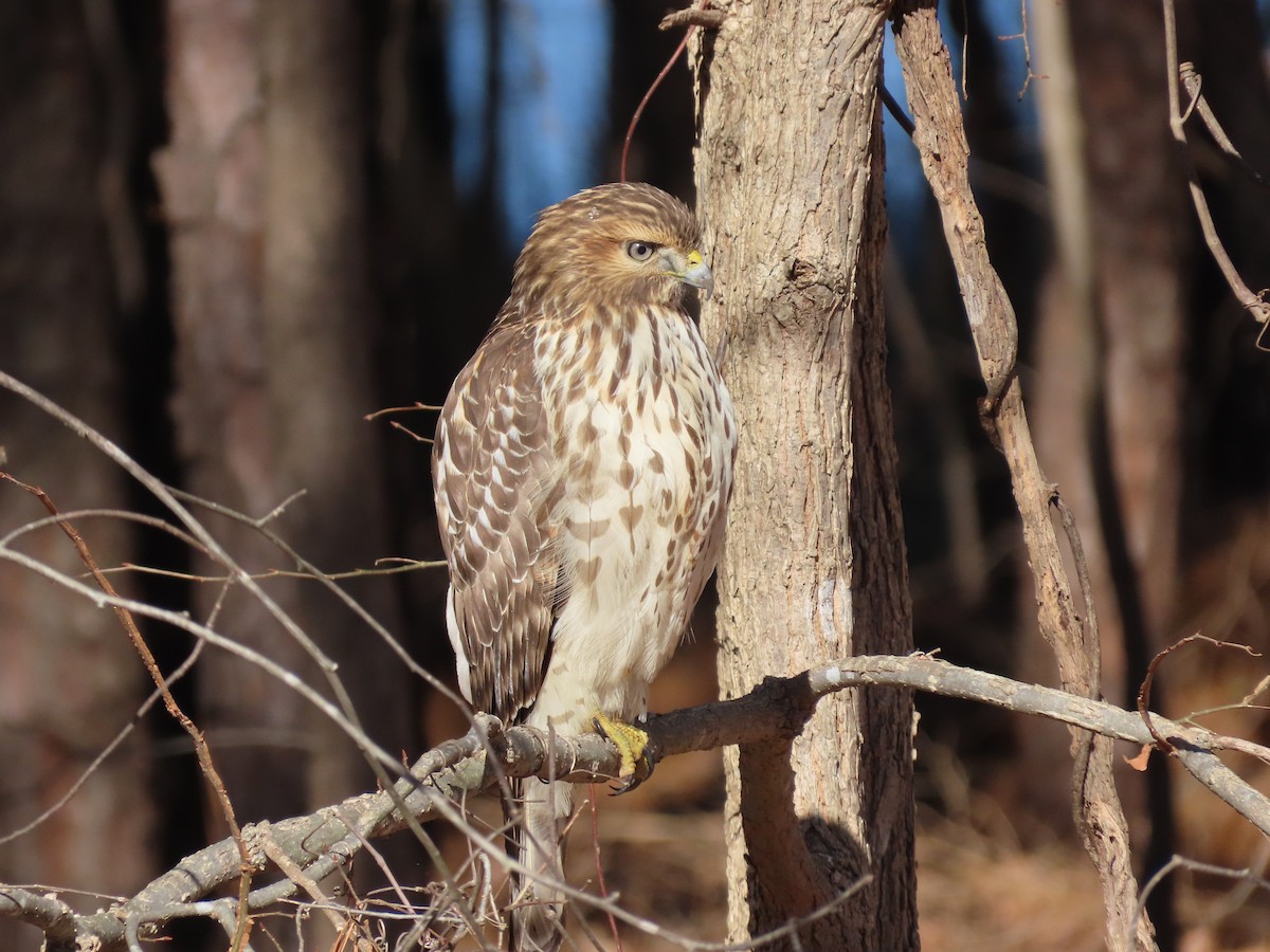 Red-tailed Hawk - ML396169671