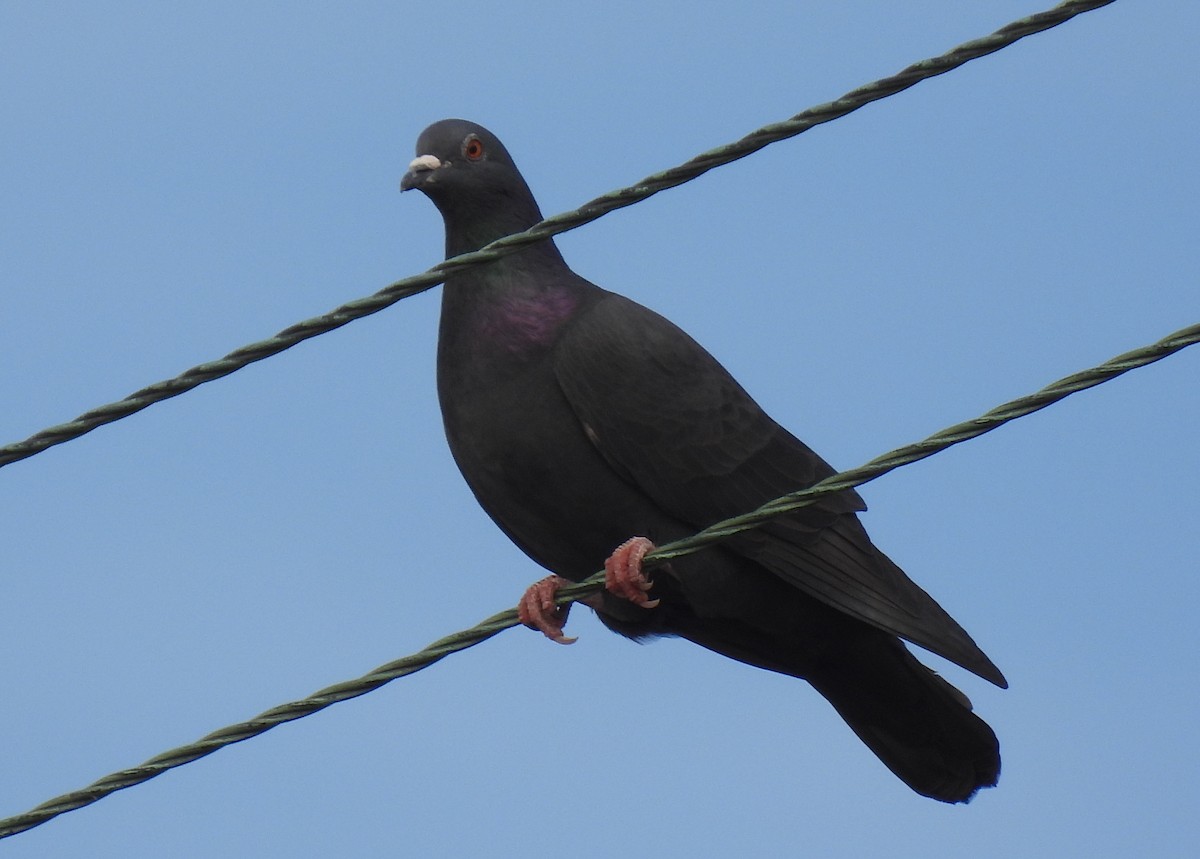 Rock Pigeon (Feral Pigeon) - Mary K Gardner