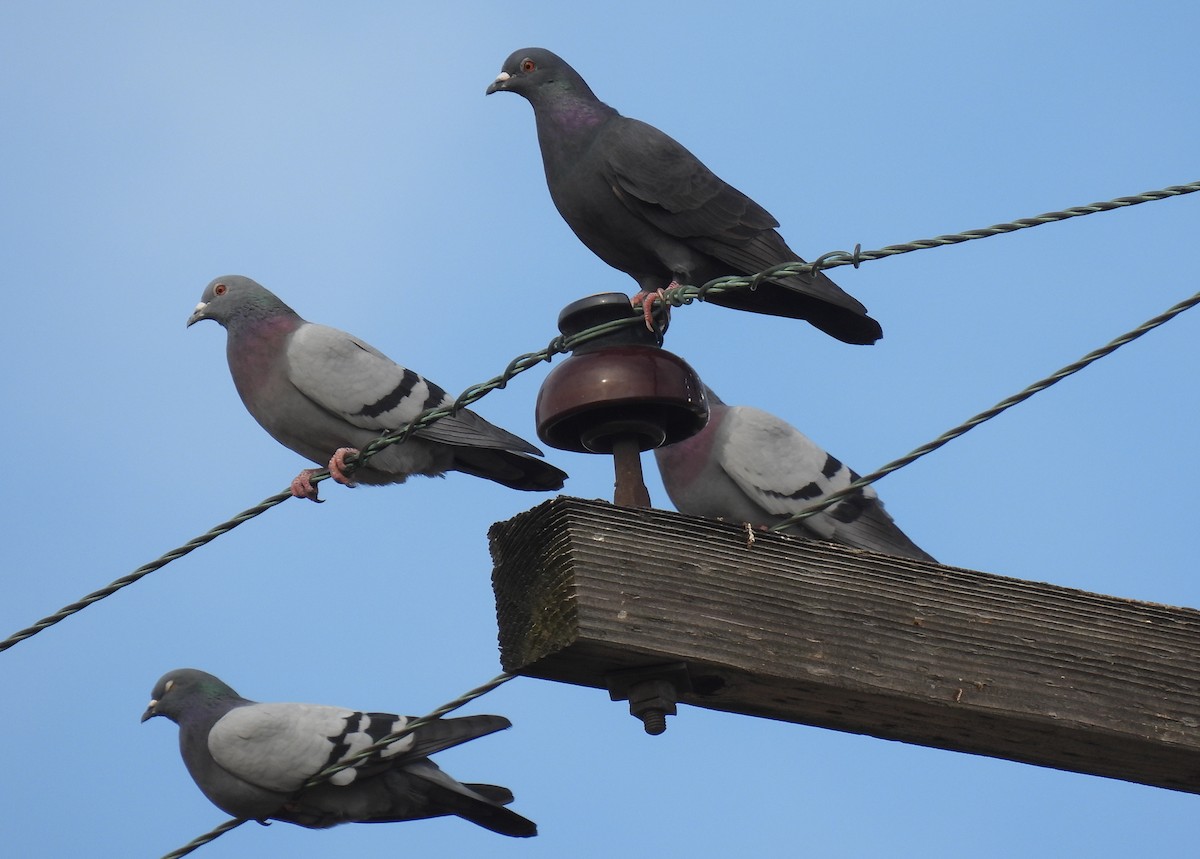 Rock Pigeon (Feral Pigeon) - Mary K Gardner