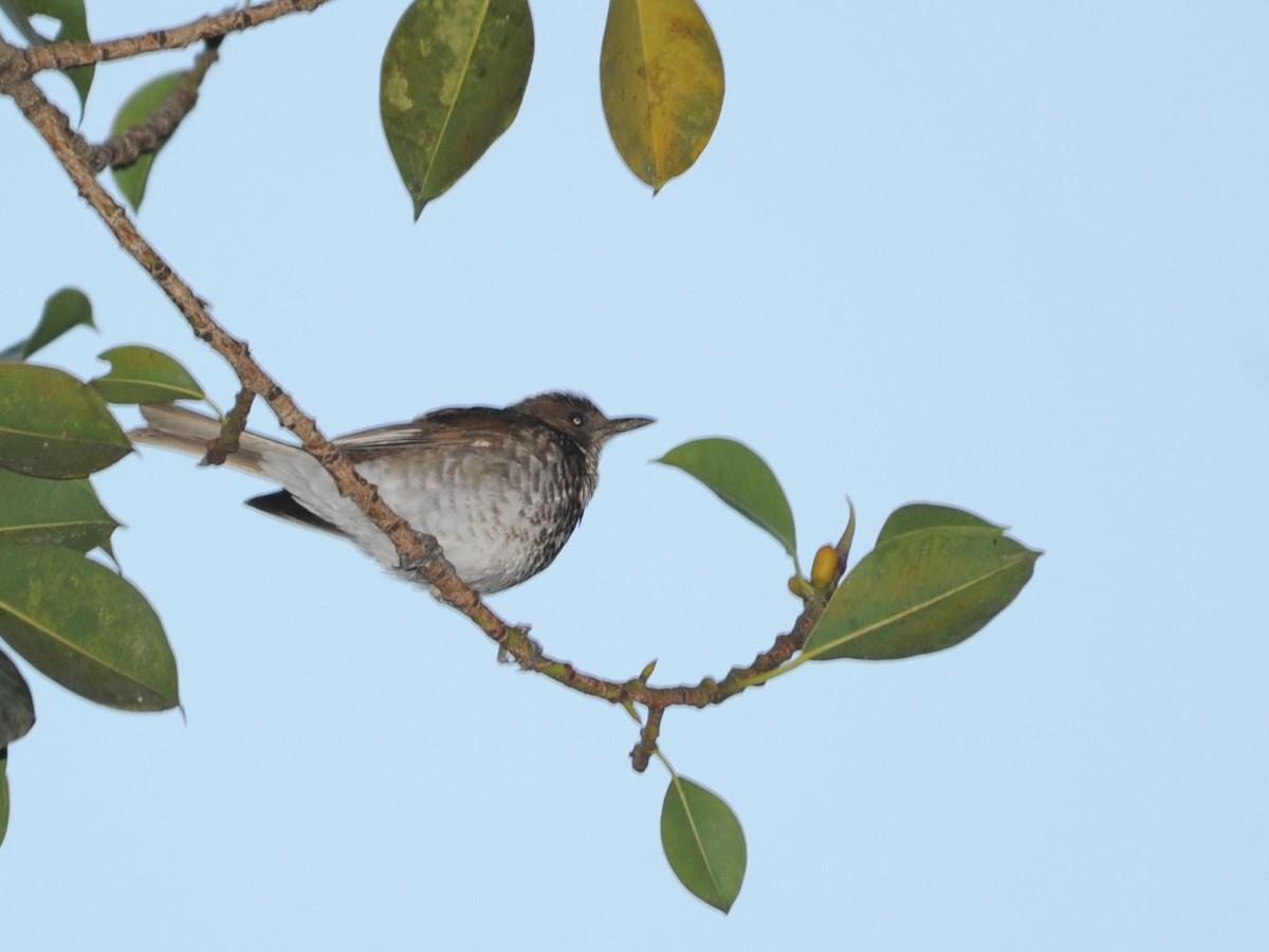 Marañon Thrush - ML39616991