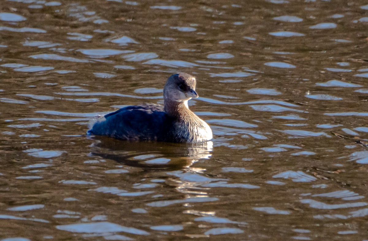 Pied-billed Grebe - ML396170041