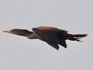 Double-crested Cormorant - ML396170331