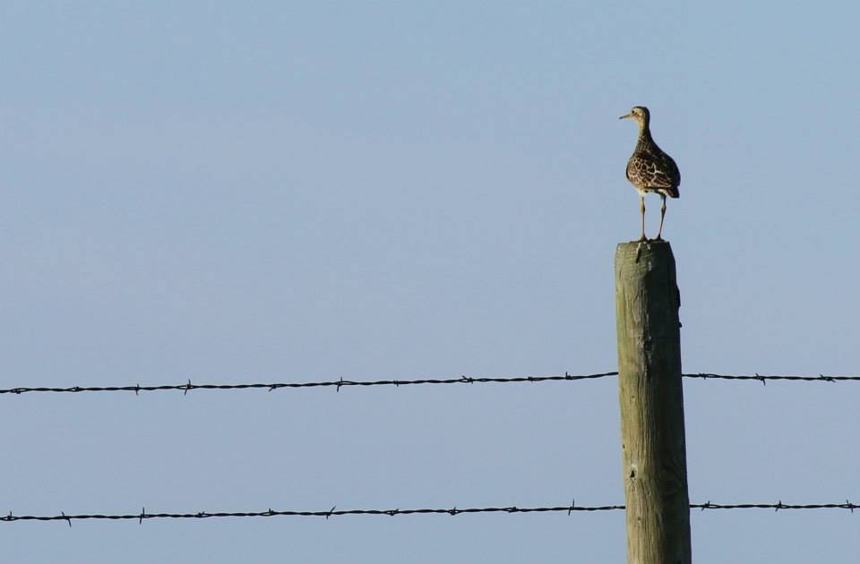 Upland Sandpiper - Jason St. Sauver